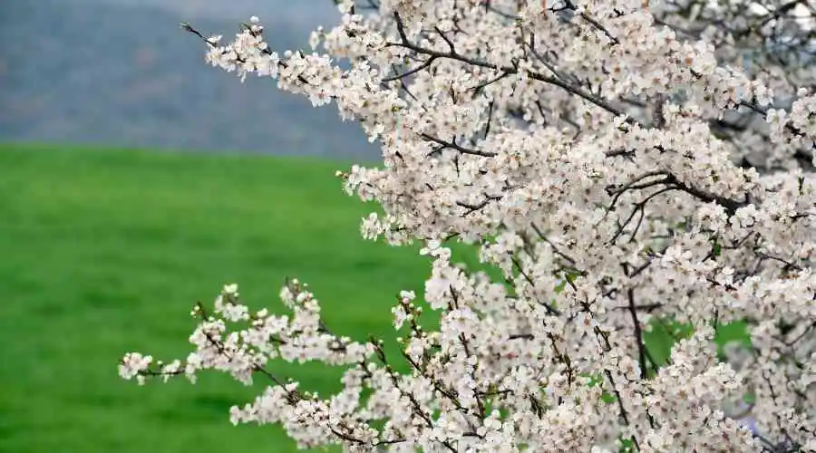 White flowers blooming in spring