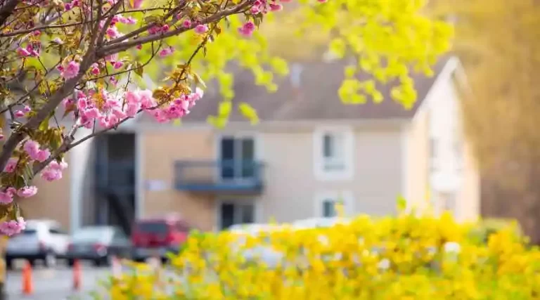 Spring flowers and bushes