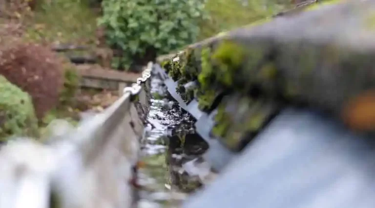 Moss and debris in a gutter