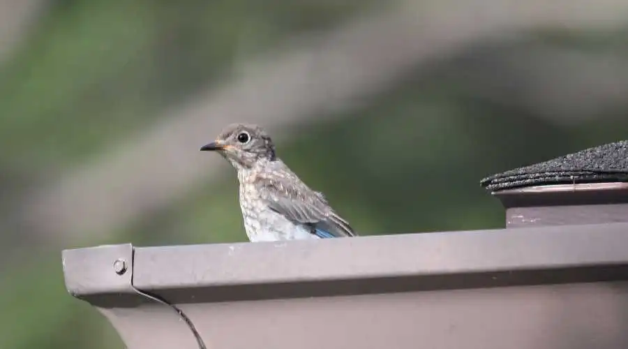 A bird sitting on a gutter