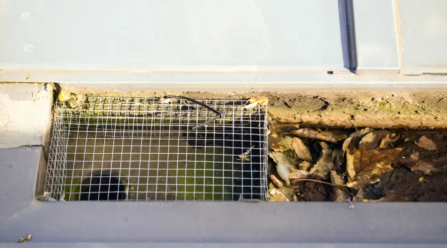 wire fence surrounding gutter drain hole