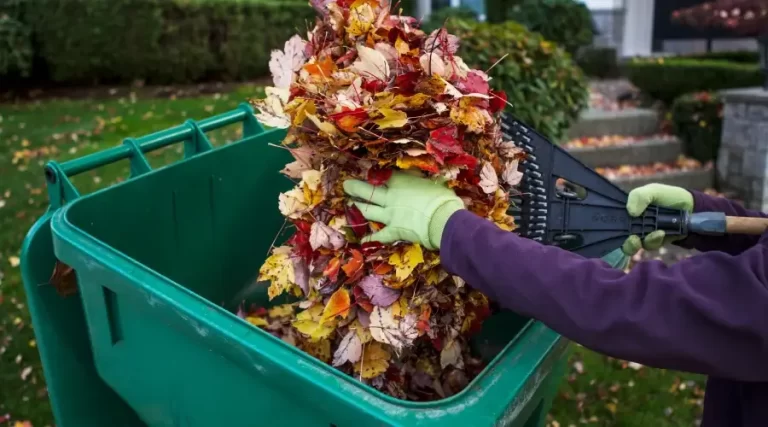 person throwing fallen leaves to garbage container