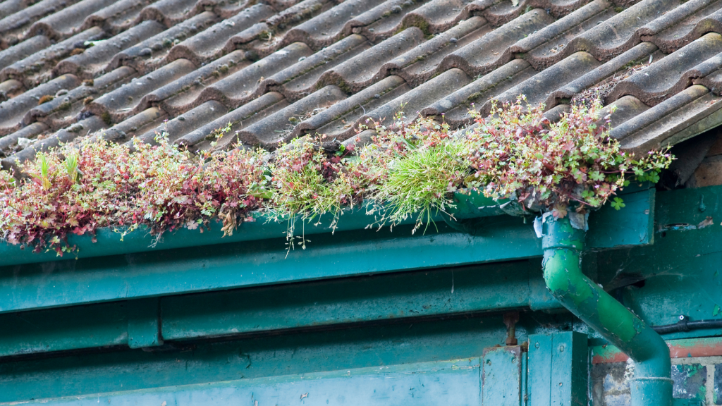 Gutter with weeds growing out of it.